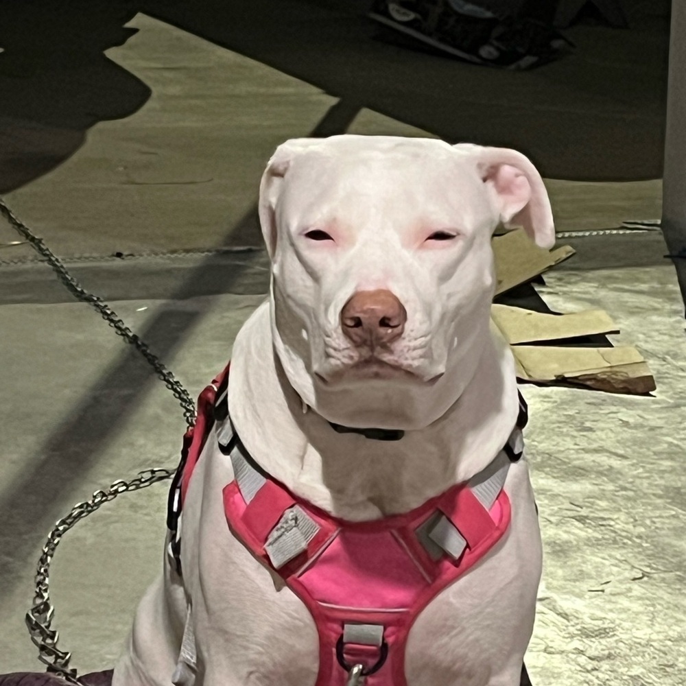 Meet your Posher, Tina